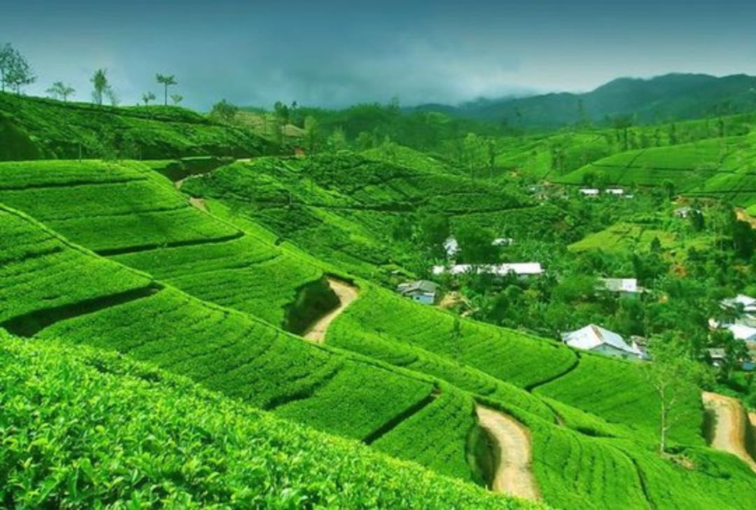 Tour a tea plantation and factory